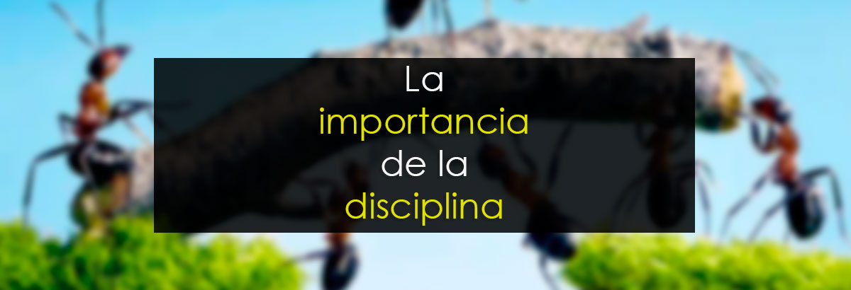 La importancia de la disciplina miniatura